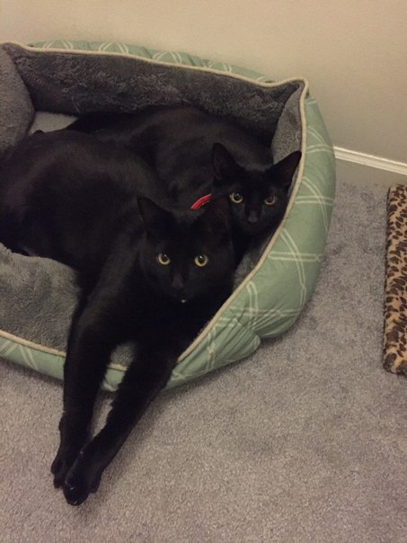 Мохнатые беспредельщики