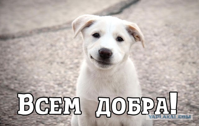 Калининградский Айболит