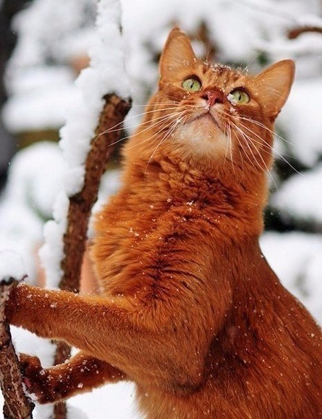 Коты из сети