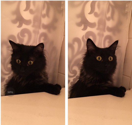 Коты из сети
