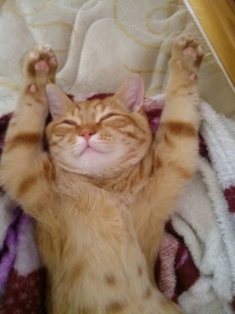 Коты и Кошки