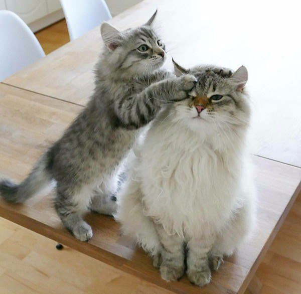 Коты и Кошки