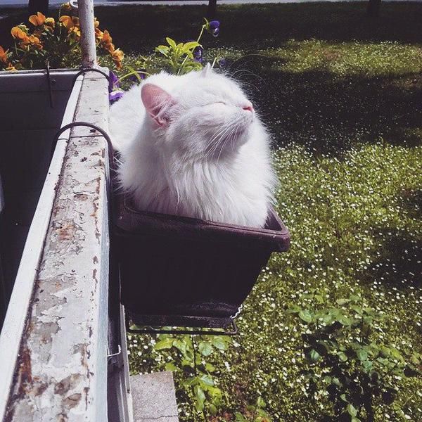 Коты и Кошки