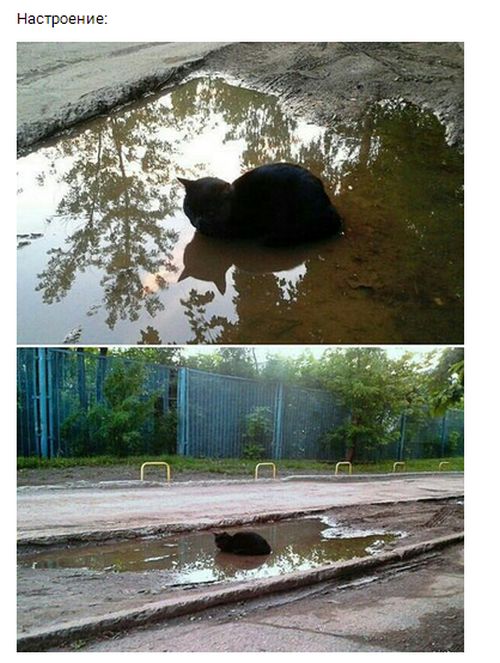 Коты и Кошки