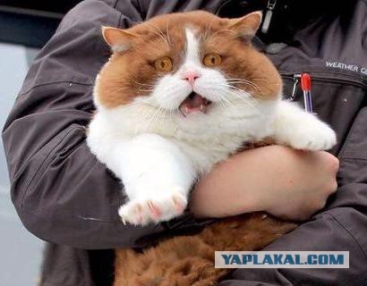 Котовторник 20.03.2018