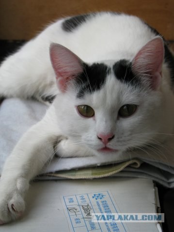 Котовторник на ЯПлакалъ