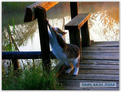 Котовторник на ЯПлакалъ: Кото и кто-то!
