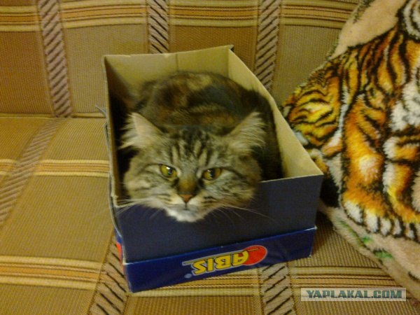 Котовторник с Кузей