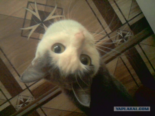 С котовторником !