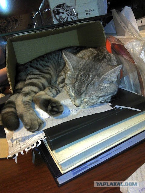Котовторник (07.02.2012)