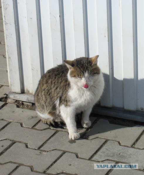 Котовторник 27.03.2012
