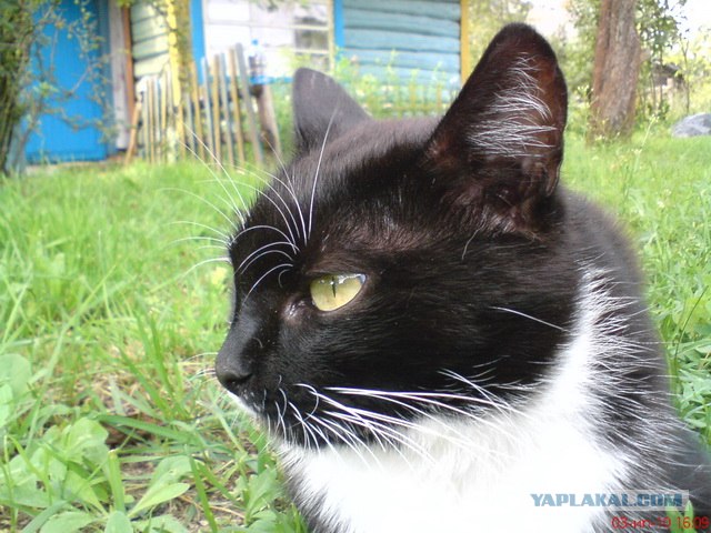 Котовторник 31.07.2012 г.