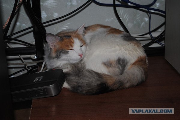 Котонянька и котовторник