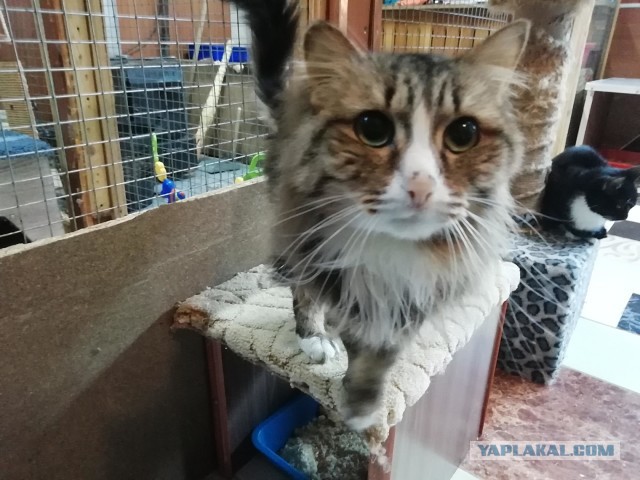 котовторник 07.05.2019