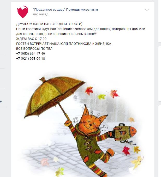 Помогите вернуть кота! Приют "Преданное сердце" украл кота и не отдает!