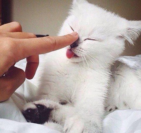Забавные фото котеек