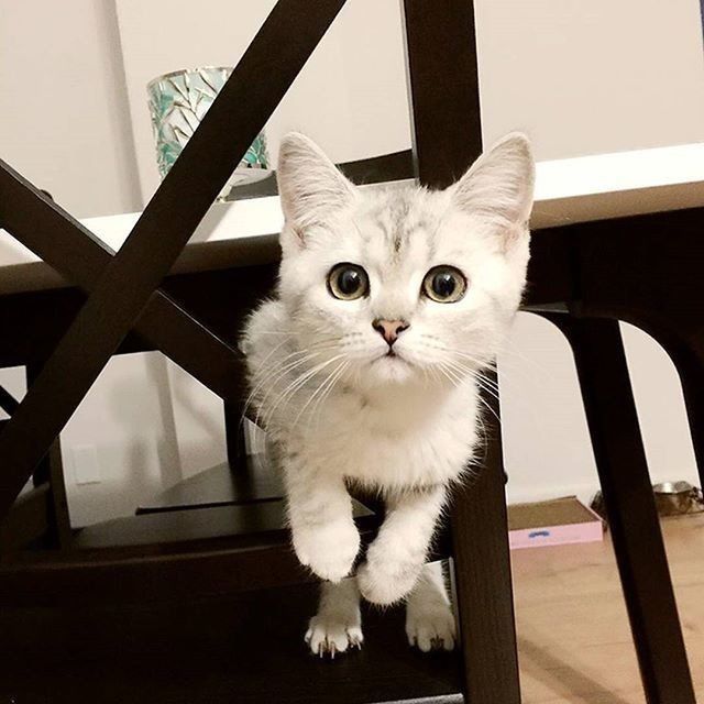 Забавные картинки с котами из сети