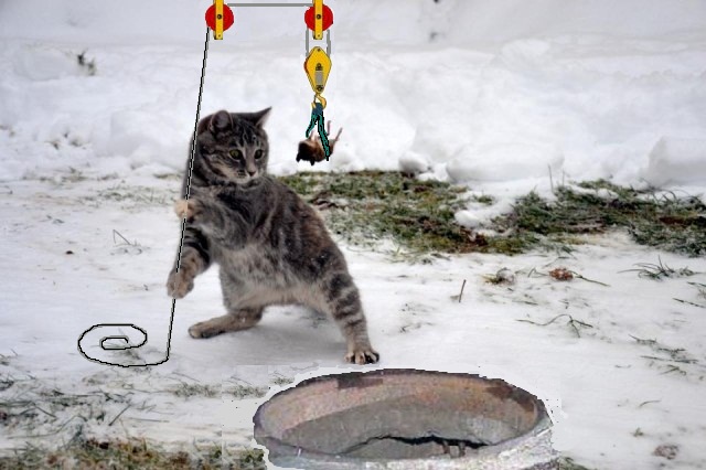 Фотожаба: Кот провёл супер-удар