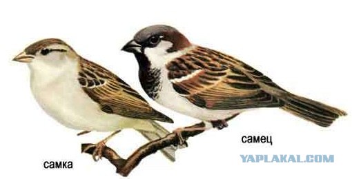 Московские воробьи