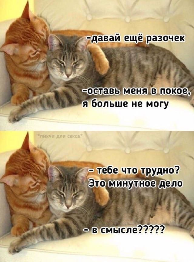 Весёлый полтишок 1.04