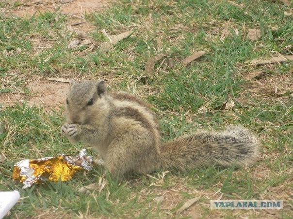 Путешествие по Индии