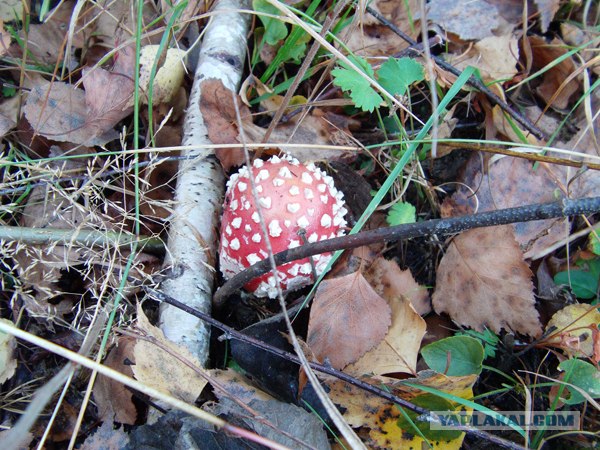 Поход за грибами