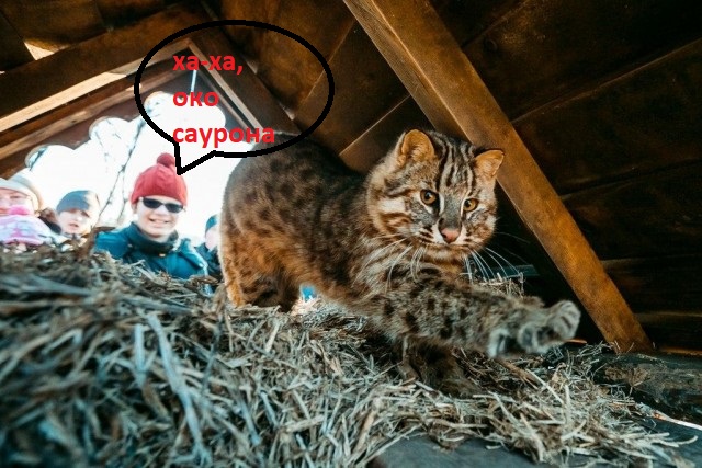 Зимняя рысь