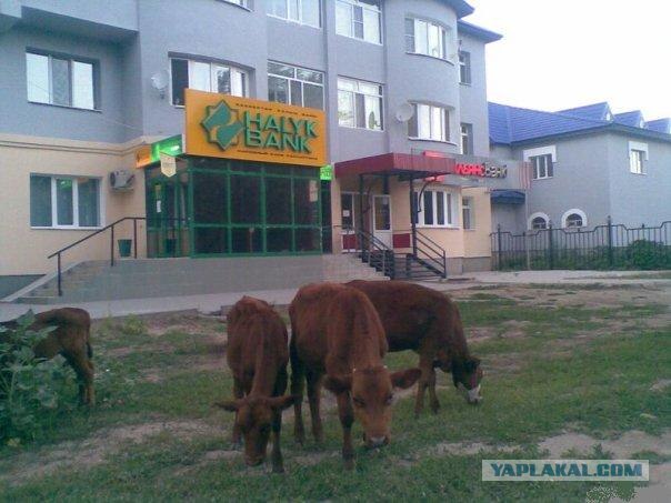 Приколы из Казахстана