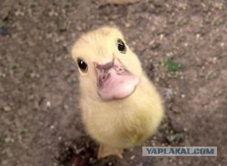 Утята преодолевают трудности