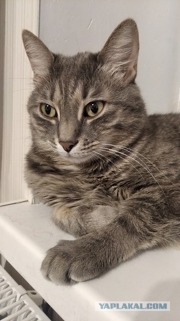 Кошкопортрет