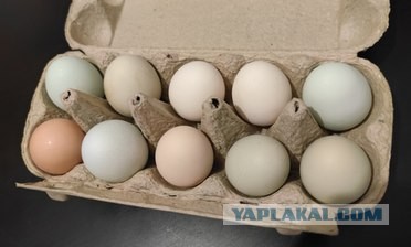 Куриная ферма в Китае