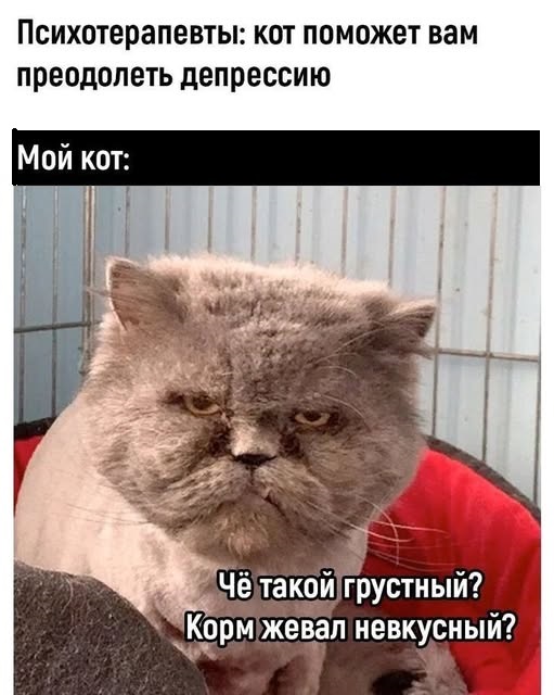 К котовторнику: подборка картинок-баянов с котиками и про котиков. Выпуск 4