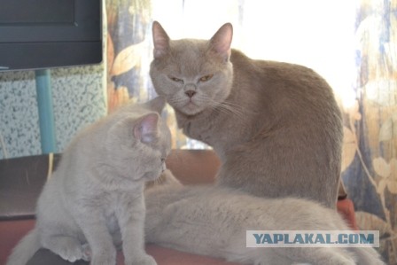 Котовторник 25.06.2013