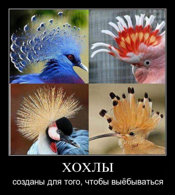 Картиночки, баянчики 24 января