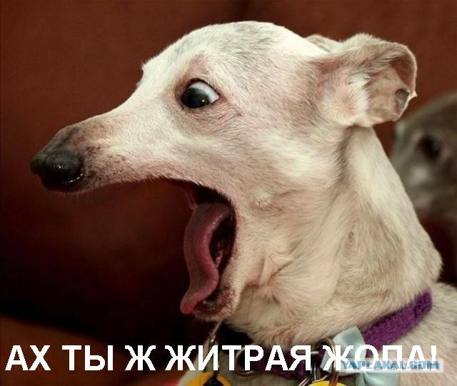 "Хитрый" номерной знак