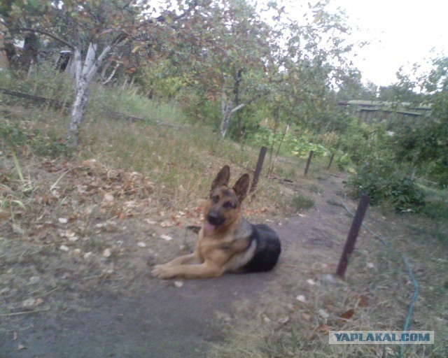 Кот барсик