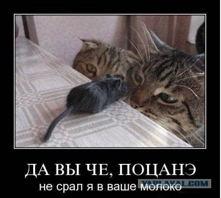 Эти мыши совсем оборзели!