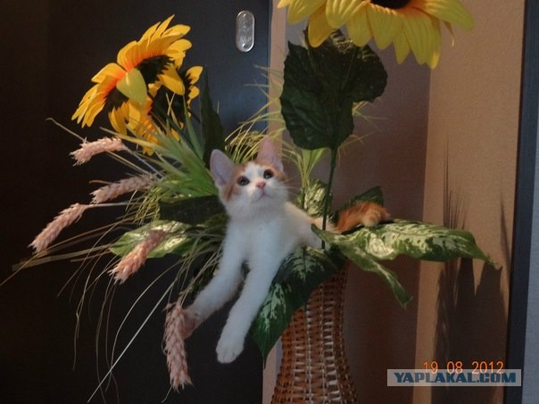 Котовторник 04.03.2014