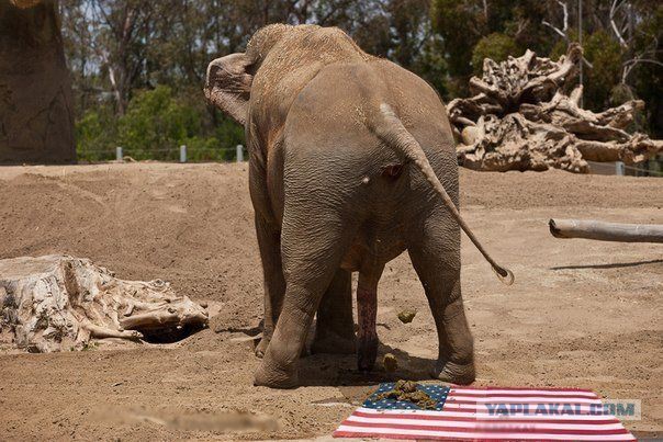 Осторожно! Русские.