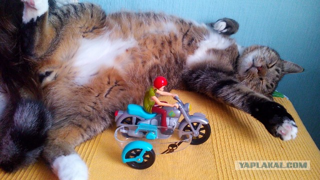 Котовторник 27.01.2015