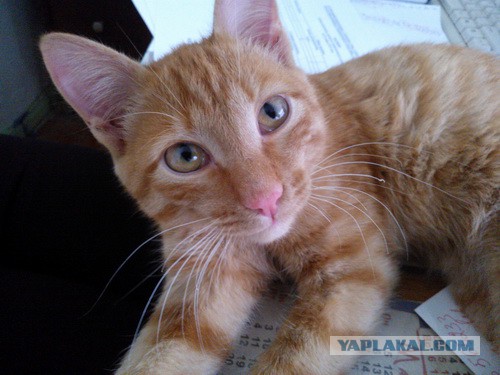 Котовторник