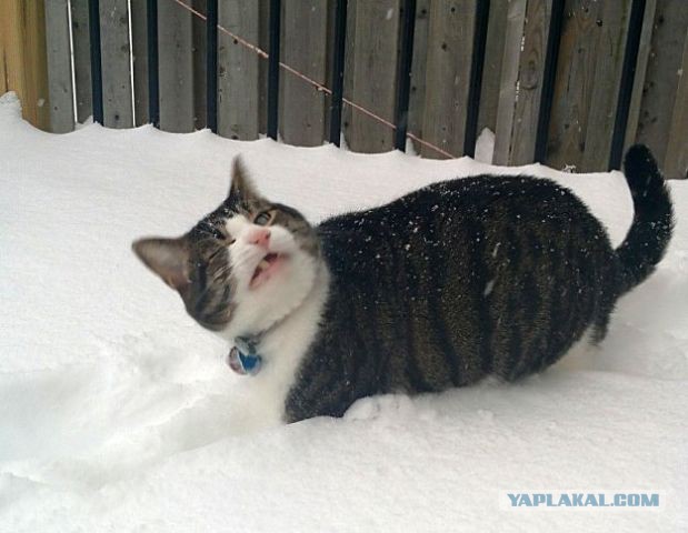 Котовоскресенье