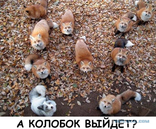 Забавные картинки из сети