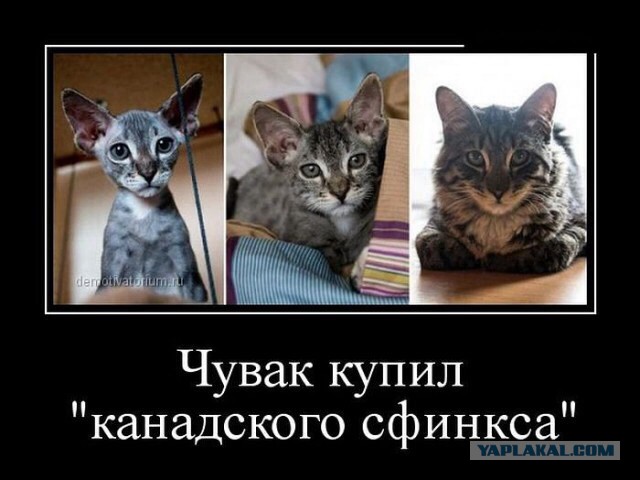 Веселые картинки