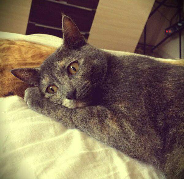 Котовторник наступил!:)