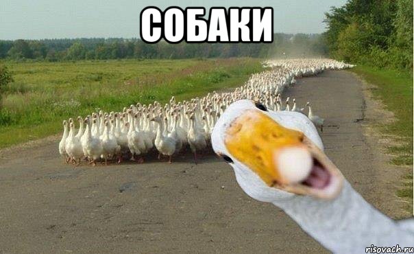Гусей гоняет