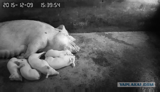 За что я люблю китайцев