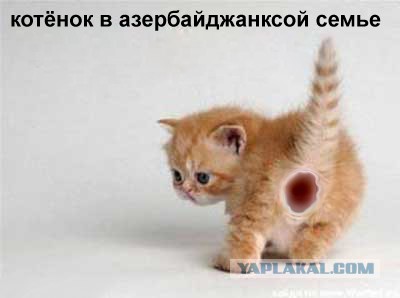 Когда позвали съесть вкусняшку