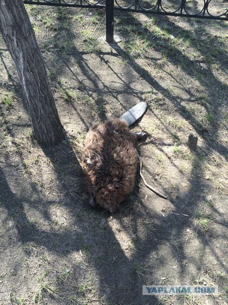 В Латвии агрессивный бобр взял в плен мужчину
