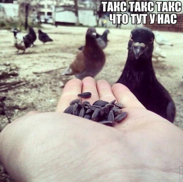 Божьи твари